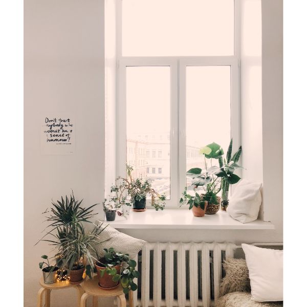  window plants In Living room 